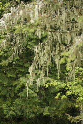 Moss on them thar trees.