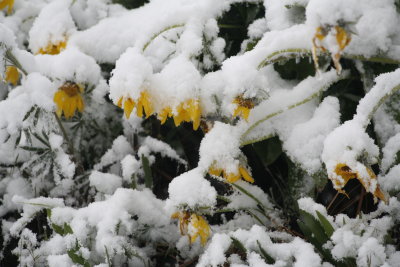 Arrowleaf Balsamroot.