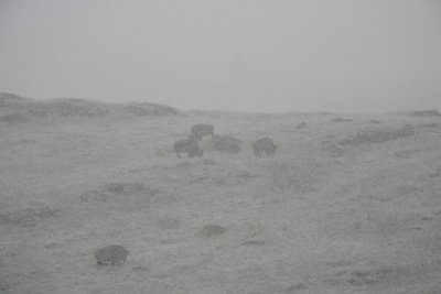 Buffalo in the snow....I think.