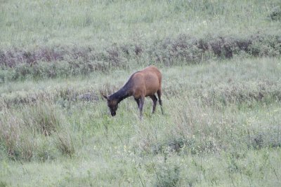 Then we see a herd of elk.