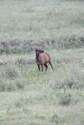 The males have shed their antlers and not grown them back yet...