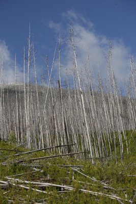 Through an old (2003) forest fire region.
