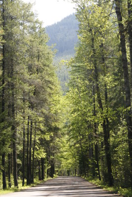 On the way out of Apgar we try to capture the canopy of trees...