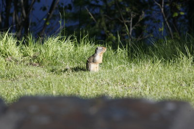 There are 'varmits' out sunning themselves.