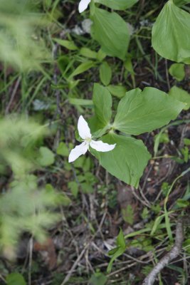 Trillium?