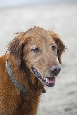Maeple at the beach.