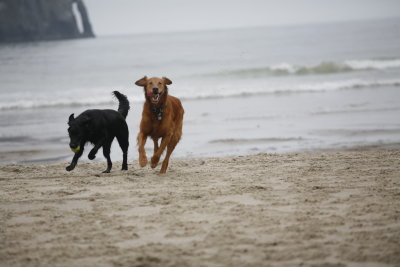 They love chasing balls...