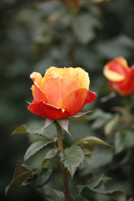 ....the same? Each has it's own distinctive scent!