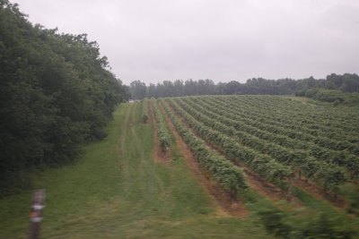 ....past the grape fields of Western NY state...