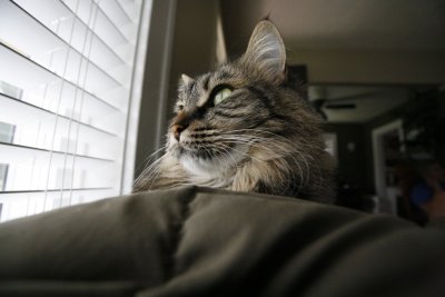 Chyna gazes out the window...her favorite place!