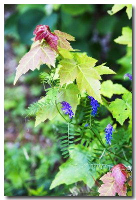 July 5: Vegetation is maturing in our neighborhood and it's ....