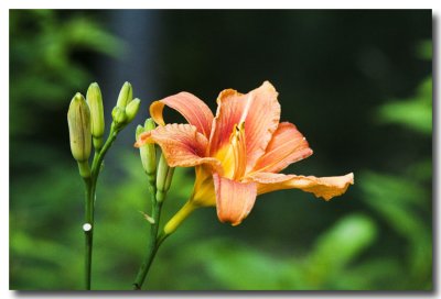 Even the Tigers are in bloom!