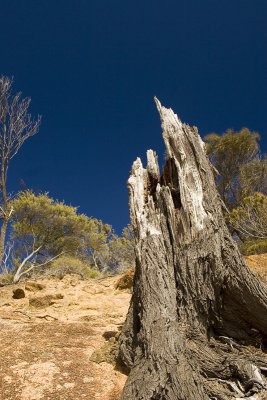 Beyond the dead stump