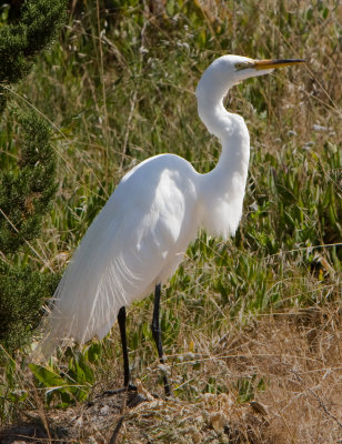 Common Egret