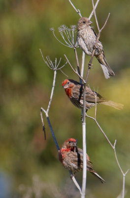 House Finches (Carpodacus mexicanus) on anise (Pimpinella anisum)