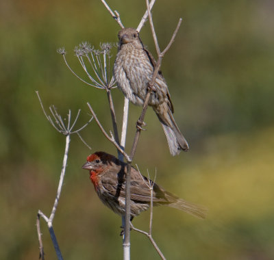 House Finches (Carpodacus mexicanus) on anise (Pimpinella anisum)