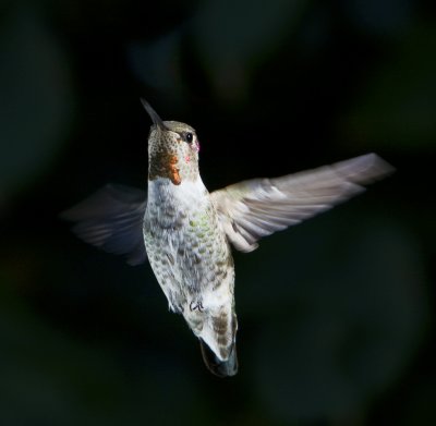 Hummingbirds