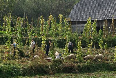 working in Maramures