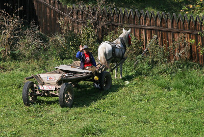boy driving horse-drawn vehicle