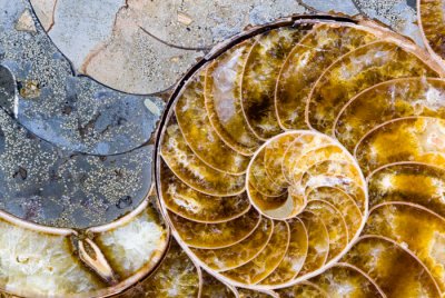 Another ammonite