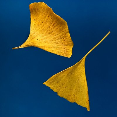 Yellow leaves of Gingko biloba
