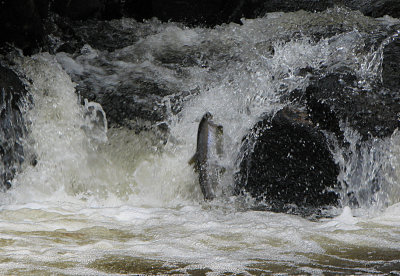 Salmon run, Quabbin reservoir brook.