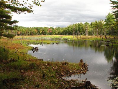 Beaver pond along West Fever brook.