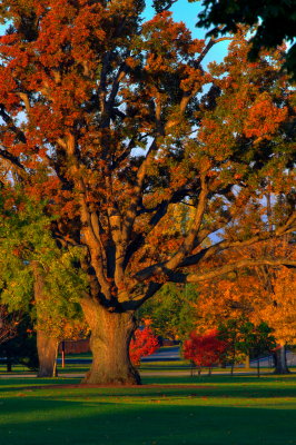 The Old Oak At Sunrise