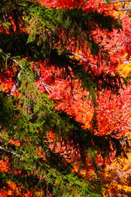 Christmas Colors In Fall