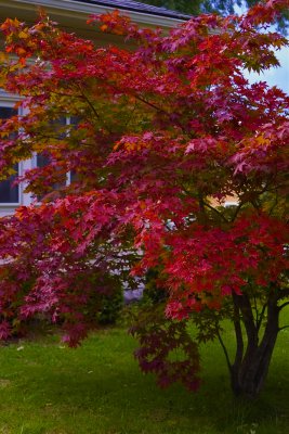 Japanese Maple