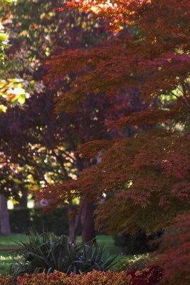 Autumn in the Yard