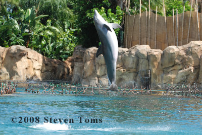 Discovery Cove 2008