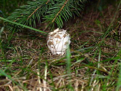 Under the Pines 3