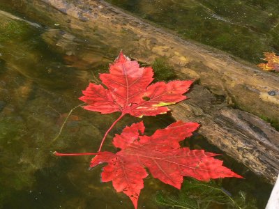 Touch of Fall floating on water