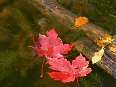 Fallen Maple Leaves in Water