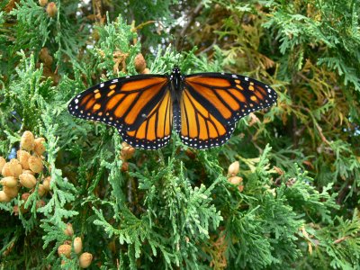 Monarch on Cedar Tree