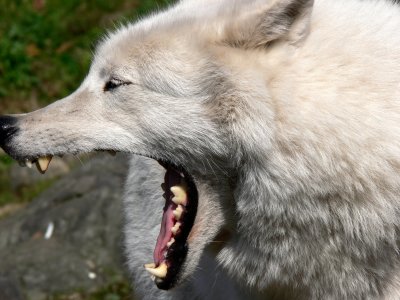 Arctic Wolf showing his teeth