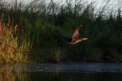 Comoran  aigrettes_Double-Crested Cormorant