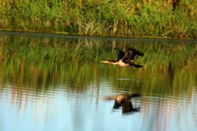 Cormoran  aigrettes_Double-Crested Cormorant