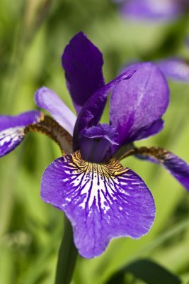 Iris de Sibrie_IMG_8380_modifi-2.jpg