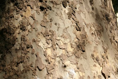 Bark of a plaine tree