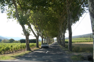 Driving under the plaine trees