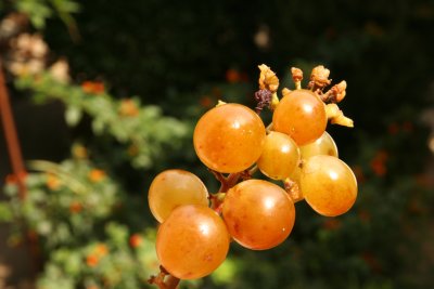 Muscat grapes - the best grapes I've ever had