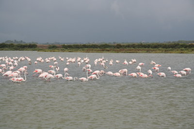 Wild flamingos