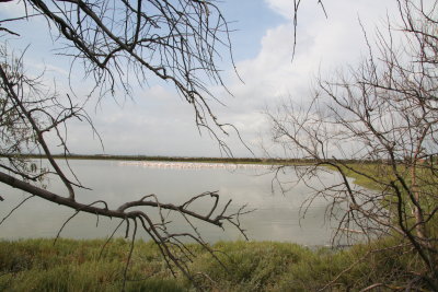 Camargue