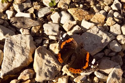Sicilian Butterfly... La farfalla