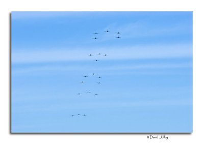20 P-51s Fly-by