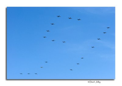 51 Formation