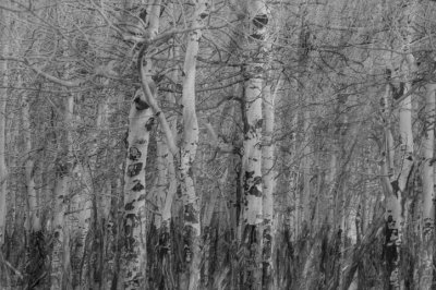 Aspens