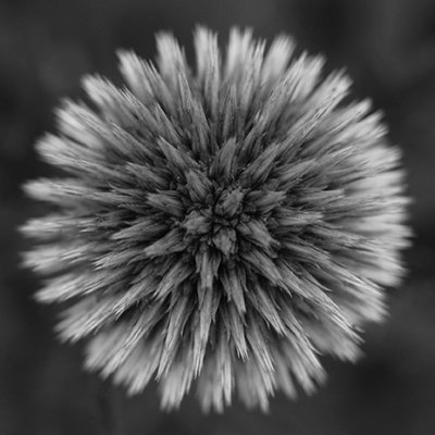 Globe Thistle
